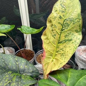 Puede incluir: Primer plano de una gran hoja de planta variegada con una mezcla de tonos verdes, amarillos y rosas. La hoja tiene una vena central prominente y una superficie texturizada. Se ven otras hojas verdes m&aacute;s peque&ntilde;as y macetas de pl&aacute;stico transparente.