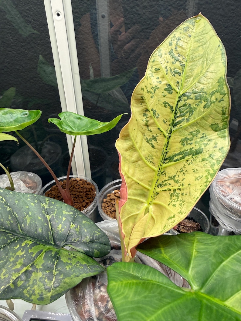 Puede incluir: Primer plano de una gran hoja de planta variegada con una mezcla de tonos verdes, amarillos y rosas. La hoja tiene una vena central prominente y una superficie texturizada. Se ven otras hojas verdes m&aacute;s peque&ntilde;as y macetas de pl&aacute;stico transparente.