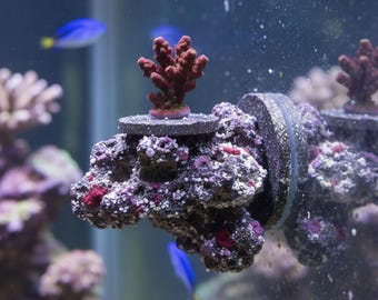 Supporto magnetico per coralli/spiedini (decorazione per acquario marino)