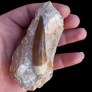 Plesiosaurus Zarafasaura