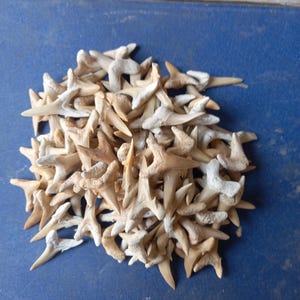 Dente di squalo fossile da 250 g dal Marocco