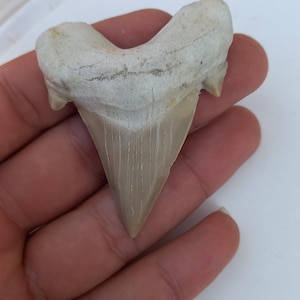 Otodus obliquus marocco