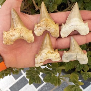Otodus obliquus marocco