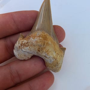 Otodus shrak marocco