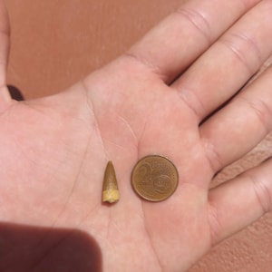 Piccolo e bellissimo dente fossile di plesiosauro dal Marocco