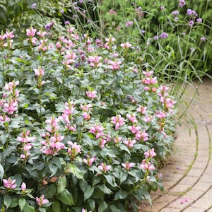 May include: A vibrant garden bed filled with pink flowers and lush green foliage. The flowers are in full bloom, with a mix of light and dark pink hues. A brick pathway curves along the edge of the garden, with a backdrop of green plants.