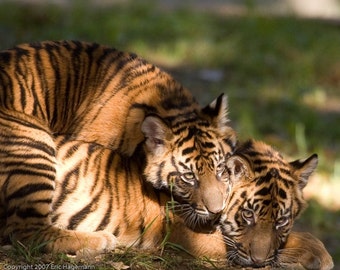 Sumatran Tiger Cubs at Play, Fine Art Photography, Nature Photography