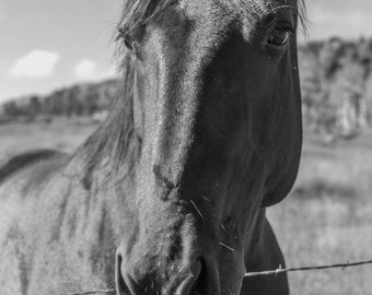 Horse In Field, Colorado Art, Colorado Photography, Horse Art, Horse Photography, Rustic, Country, Fine Art Black and White Photograph