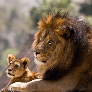 Father and Son Lion Fine Art Photography Print