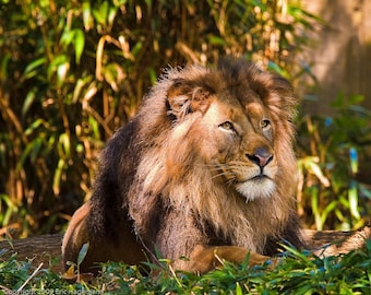 León joven, fotografía de naturaleza, fotografía artística