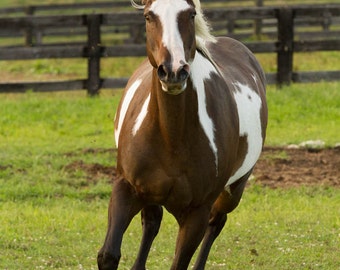 Painted Horse, Nature Photography, Fine Art Photography, Horse Art