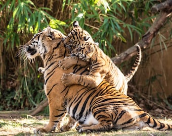 Impresión fotográfica artística de cachorros de tigre gemelos - Decoración infantil
