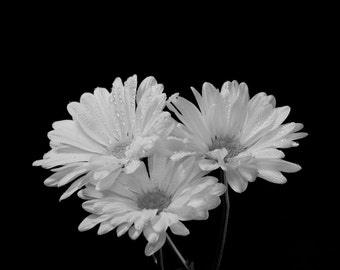 Daisies On Black,  Fine Art Black and White Photograph, Flower Photography, White Flower, Floral Wall Art