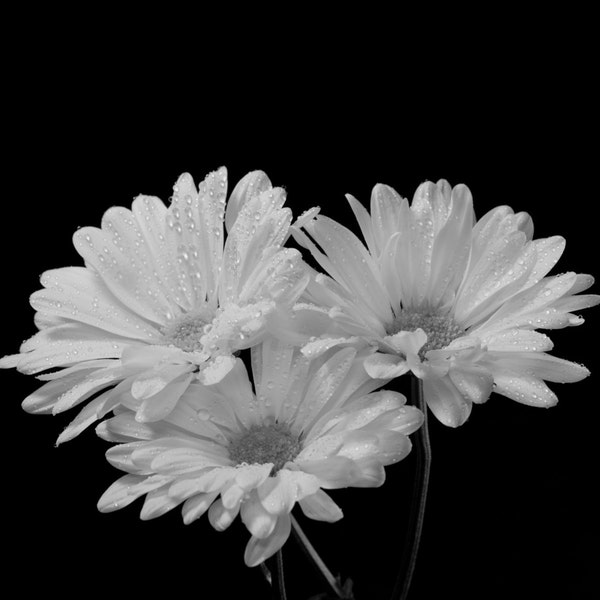 Black and White Daisy Fine Art Floral Photograph