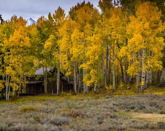 Dallas Divide Home in the Aspens, Colorado Art, Colorado Photography, Mountain Art, Aspen Tree, Rustic, Country, Fine Art Color Photograph