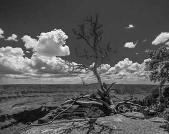 Grand Canyon Snag Black and White, Grand Canyon, North Rim, Arizona Art, Arizona Photography, National Park, Fine Art Photography