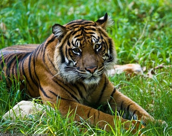 Impresión fotográfica de bellas artes del tigre de Sumatra