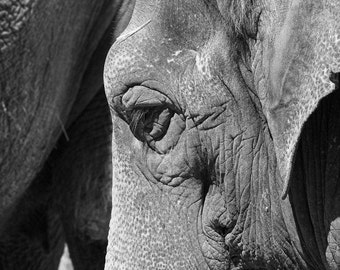 Elephant Eye Black and White Fine Art Photography