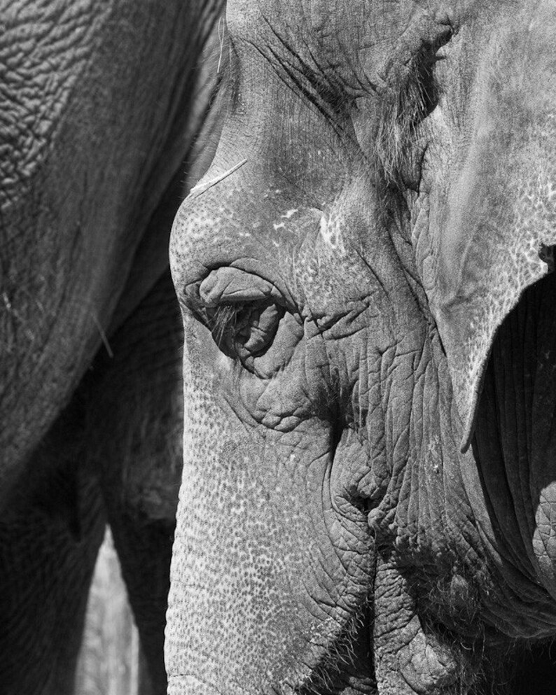 Elephant Eye Black and White Fine Art Photography Etsy