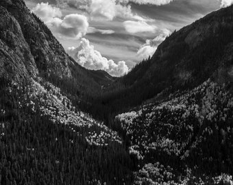 Aspens on Road to Lake City, Colorado Art, Colorado Photography, Aspen Tree, Rustic, Country, Fine Art Black and White Photograph