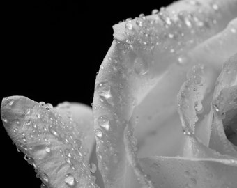 Rose Abstract, Fine Art Black and White Photography, Flower Art, Flower Photography