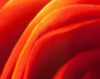 Rose Petal Abstract, Fine Art Photography, Floral Photography, Flower Photography, Macro