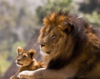 Lion Cub Fine Art Photography: Father and Son Nature Art