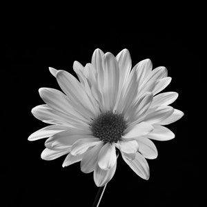 Daisy on Black Fine Art Black and White Photography Flower - Etsy
