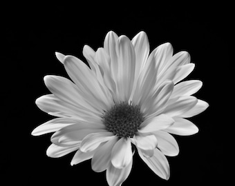 Daisy on Black, Fine Art Black and White Photography, Flower Art, Flower Photography