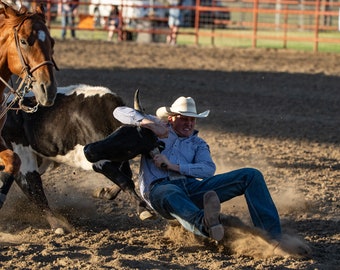 Steer Wrestling Photography: Summer Rodeo Gallery Wrapped Canvas