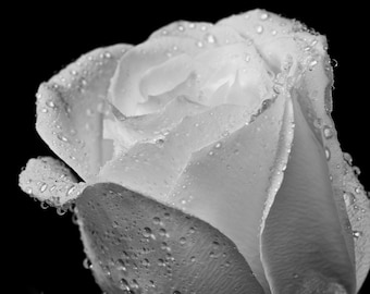 Single Rose on Black, Fine Art Black and White Photography, Flower Art, Flower Photography