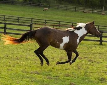 Painted Horse,  Nature Photography, Fine Art Photography, Horse Art