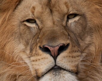 Fotografía artística de leones: Impresión de primer plano de la naturaleza