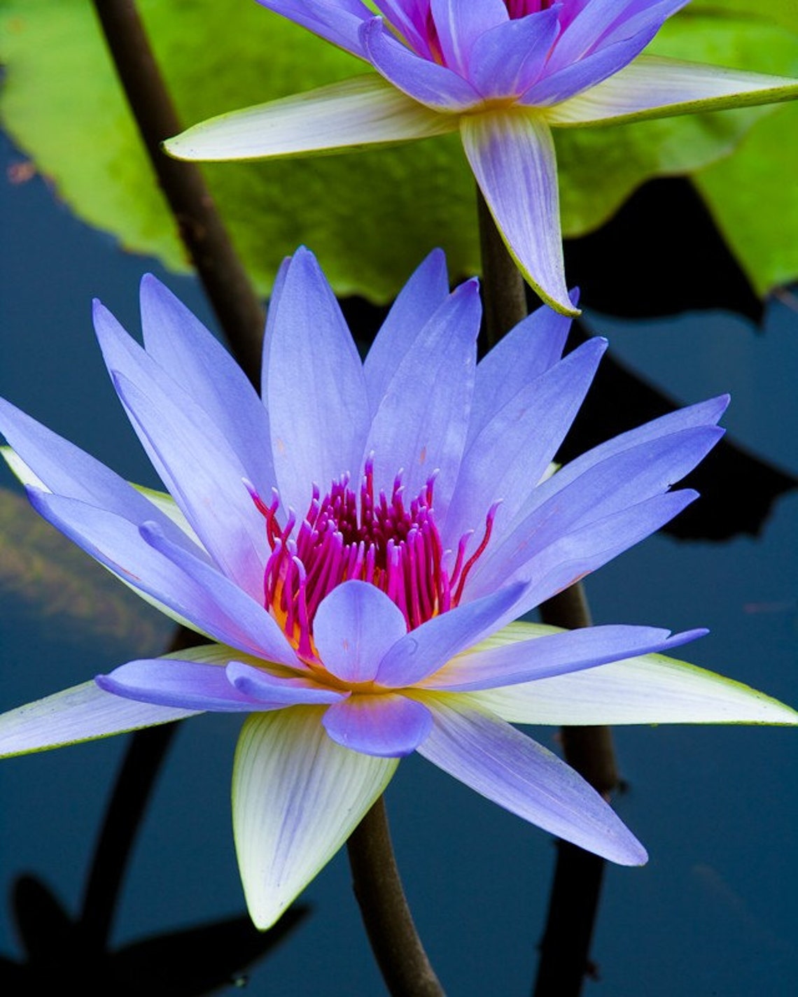 Blue Water Lily, Floral Photography, Flower, Nature Photography Etsy