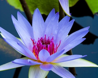 Blue Water Lily, Floral Photography, Flower, Nature Photography