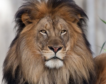 Male Lion Fine Art Photography Print: Nature Wall Art