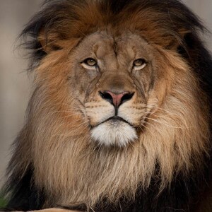 Lion, Fine Art Photography, Nature Photography