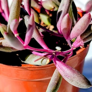 Ruby Necklace Succulent - Trailing Houseplant in 2.75" Pot