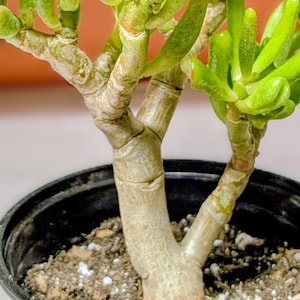Gollum Jade Succulent: Trumpet Jade with Finger-Like Leaves