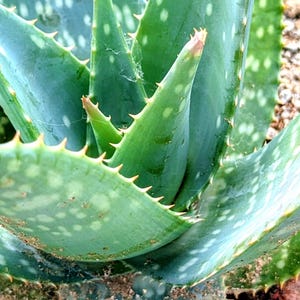 May include: A succulent plant with thick, pointed green leaves featuring white spots and small, sharp serrated edges along the sides. The plant grows in a rosette pattern, with leaves radiating outward from the center, set in soil.