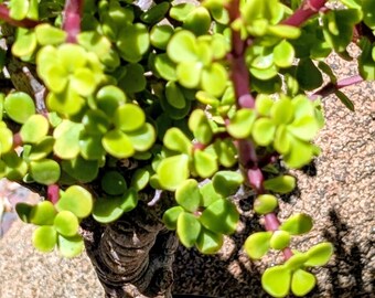 Large Elephant Bush Succulent | Portulacaria Afra Bonsai Style | 16-18" Tall| Drought Tolerant Indoor Outdoor