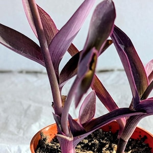 May include: A Tradescantia pallida plant with deep purple, lance-shaped leaves and stems growing in a small, round, orange plastic pot filled with dark potting soil. The plant features multiple upright stalks with pointed foliage extending outward.