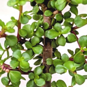 May include: A small, potted jade plant with vibrant green leaves and reddish stems. The plant is in a black pot with a white rim, and a small gray stone rests at the base. The plant's trunk is brown.
