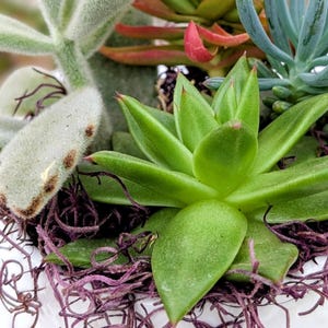 Live Succulent Arrangement in 5" Ceramic Pot: Harmony Centerpiece