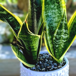 Live Snake Plant (7-10&quot;) - Easy Care Air Purifier