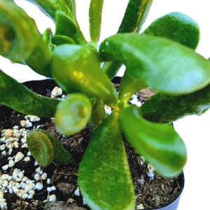 Gollum Jade Succulent (ET’s Fingers): Rare Crassula Ovata - 4&quot; Pot