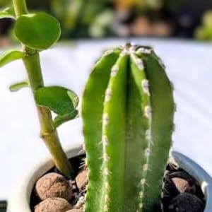 Mini Live Succulent Arrangement: Desert Glow Ceramic Pot | 3.5" H