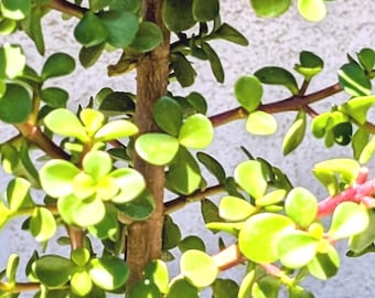 Elephant Bush 17–20” Tall | Portulacaria Afra Bonsai Style | Live Succulent Tree | Easy Care