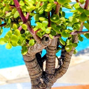 May include: A Portulacaria afra plant, commonly known as elephant bush, featuring a thick, textured brown trunk and multiple branches with small, round, bright green leaves on reddish stems, planted in a black plastic nursery pot with soil.
