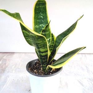 May include: A snake plant with upright, sword-shaped leaves featuring dark green and light green horizontal variegation and distinct yellow margins. The plant is potted in a simple white plastic container filled with dark potting soil.